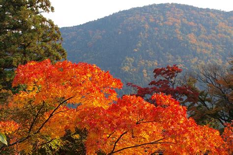 Sendero místico hacia el Monte Kurama