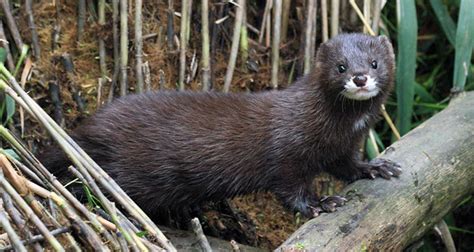 Ilustración de un visón europeo en su hábitat natural.