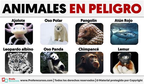 Tarjetas de juego con animales en peligro de extinción y posibles acciones de conservación.
