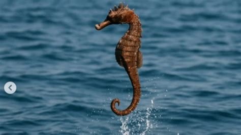 Aquaman montado en un caballito de mar gigante