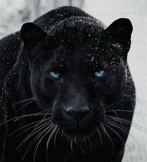 Imagen de Pantera Negra