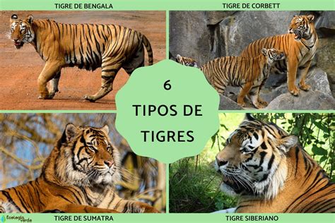 Composición de viñetas de diferentes series de TIGRE