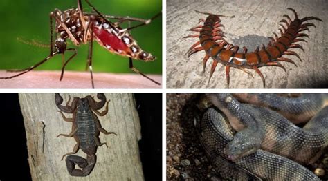 Horda de insectos venenosos atacando Dalmary