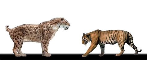Comparativa anatómica de un Smilodon y un tigre moderno