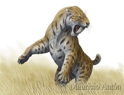 Reconstrucción artística de un Smilodon por Mauricio Antón