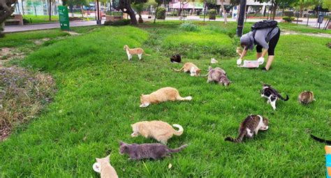 Pareja de gatos siendo alimentados en un parque