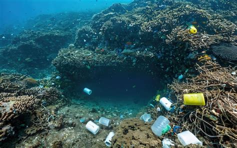 Contaminación en arrecife de coral