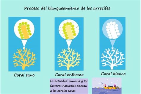 Diagrama del proceso de blanqueamiento de coral