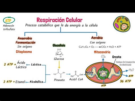 Diagrama que muestra la derivación de los estilos de respiración de la Respiración Solar
