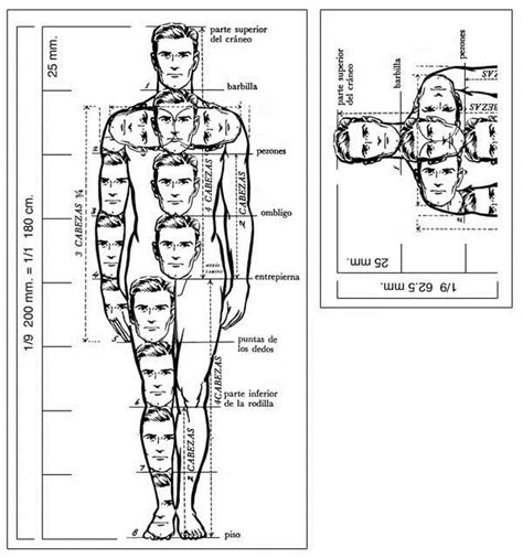 Esquema de proporciones humanas para dibujo de manga