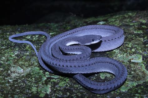 Serpiente Dragón (Xenodermus javanicus)