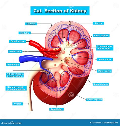Ilustración representativa de la sección 