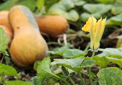 Calabazas en Skypiea