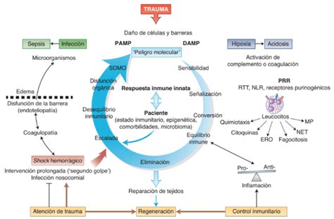 Diagrama que muestra la progresión de los síntomas del síndrome de Estocolmo.