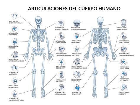 Ilustración de las principales articulaciones del cuerpo humano
