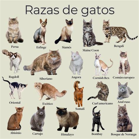 Comparativa de gatos de diferentes razas y su aseo