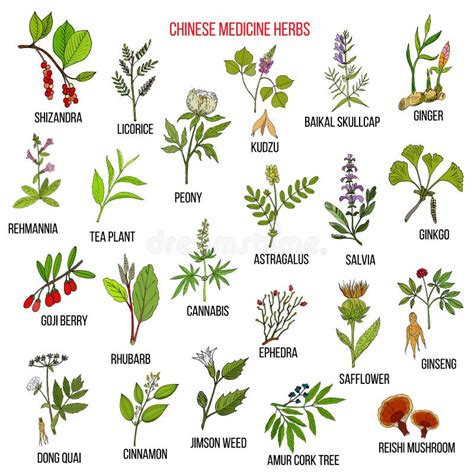 Ilustración de hierbas medicinales chinas