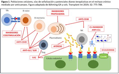 Diagrama del trasplante de células de Hashirama