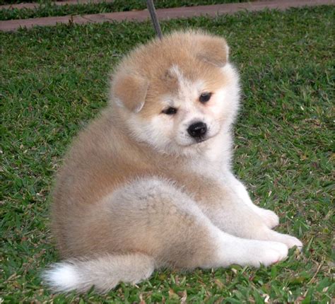 Cachorro de Akita Inu