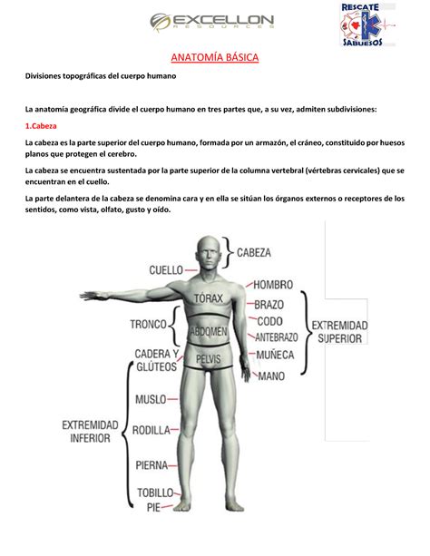 Anatomía básica de un titán