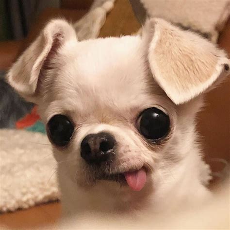 Perro con ojos saltones y lengua afuera