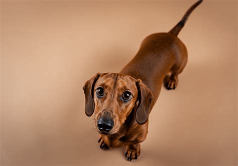 Cañón con cabeza y patas de perro salchicha