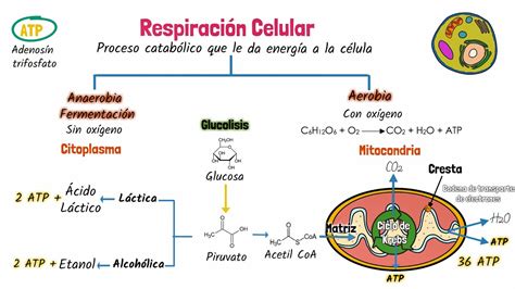 Diagrama de la Respiración Solar y sus derivados