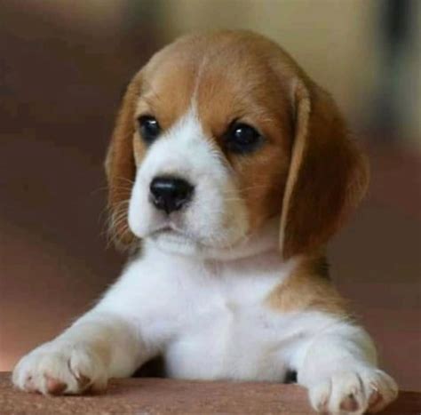 cachorro de perro tierno
