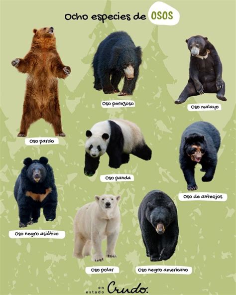 Infografía con los diferentes tipos de 