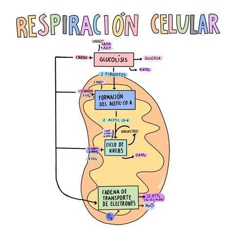 Esquema de la Respiración del Amor