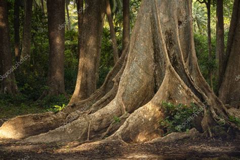 Raíces del Árbol Trepadora formando el Archipiélago Sabaody