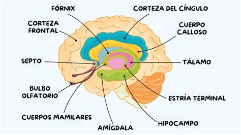 Diagrama del cerebro humano mostrando el prosencéfalo