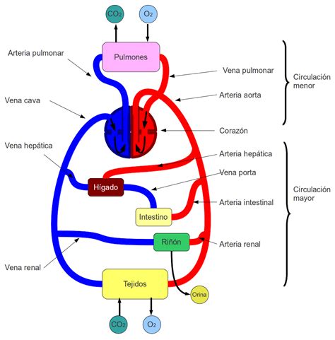 Esquema del sistema circulatorio de chakra y los Tenketsus