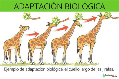 Infografía mostrando el crecimiento de adaptaciones de webtoons a anime