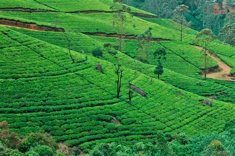 Paisaje de Sri Lanka con campos de té
