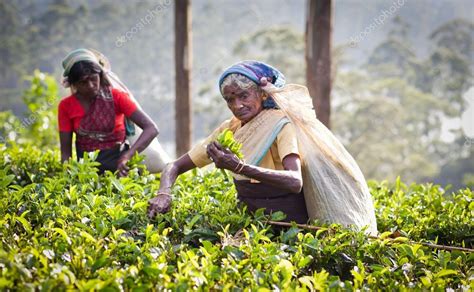 Trabajadoras recolectando té en Sri Lanka