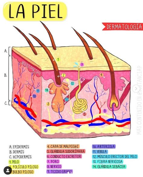 Pell en su forma híbrida con la bomba