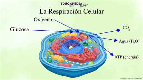 Diagrama de la Respiración del Agua