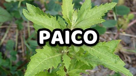 Imagen de hierbas medicinales como paico y menta