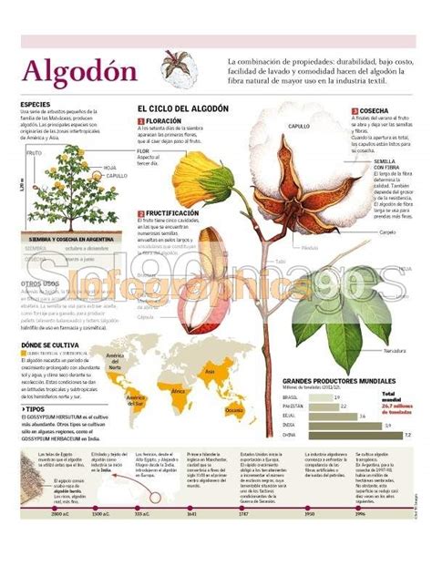 Infografía sobre la composición del algodón y su proceso de transición