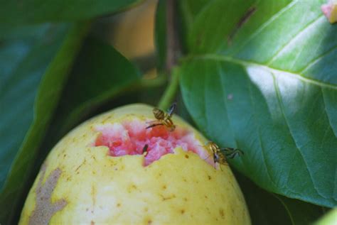 Ain usando su Fruta del Retroceso