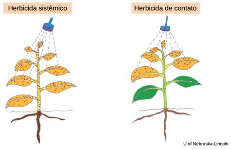 Ilustración del efecto de contacto de un herbicida