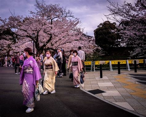 Cerezos en flor en Japón durante el festival Hanami