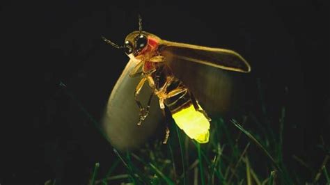 Ilustración de una luciérnaga brillando en la oscuridad