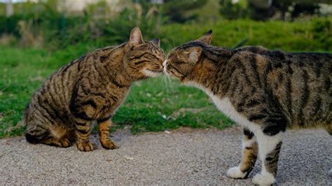 Portada de un doujinshi con dos chicas en actitud cariñosa