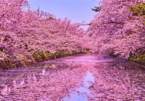 Flores de cerezo en la isla de Drum