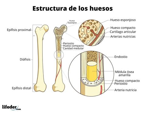 Detalle de la estructura ósea manipulada por el Shikotsumyaku