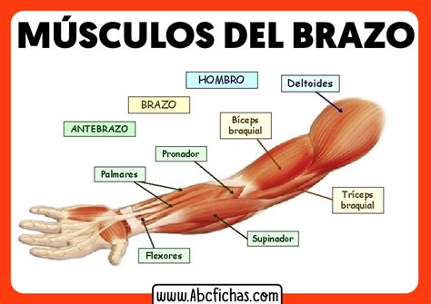 Anatomía muscular del brazo