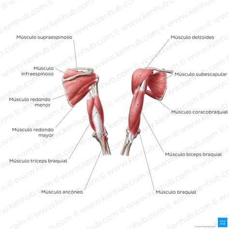 Diagrama de músculos del torso y brazo
