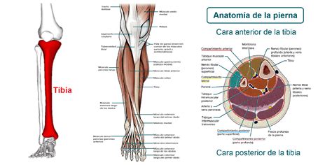 Anatomía de la pierna humana en diferentes poses